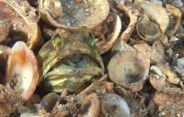Banded Jawfish with Eggs...