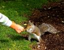 This squirrel LOVES free food no hunting !...