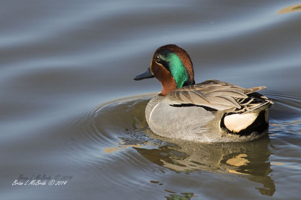 Green-winged Teal...