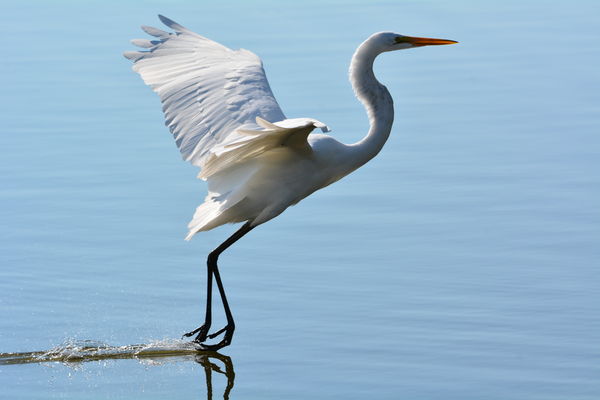 Egret landing in our lake....