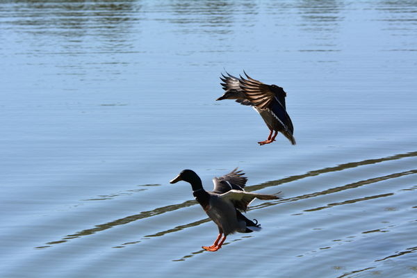 Ducks landing to get some fish food....