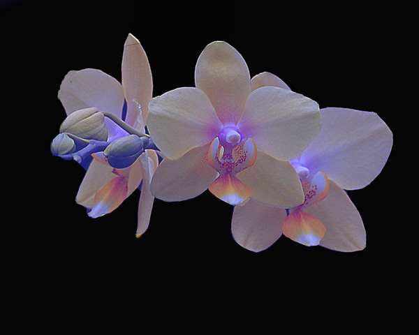 N C Orchids...