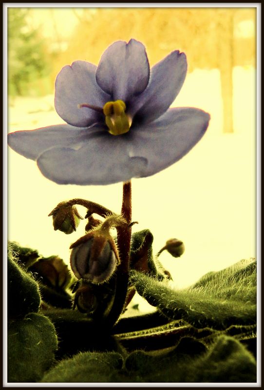 different angle of the african violet...