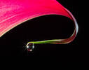 A Valentine gift from my beloved - a Calla Lily - ...