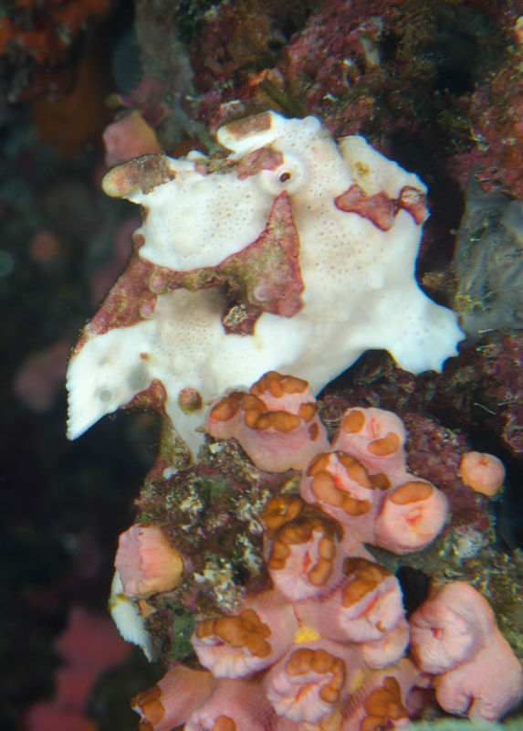 Painted frogfish...