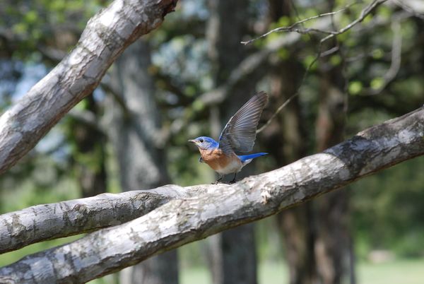 I like the details in this male bluebirds wings. S...