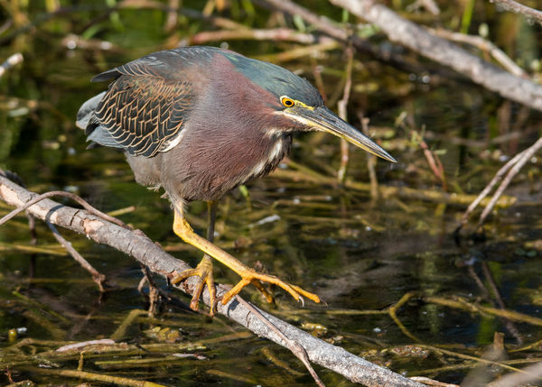 little green heron in a classical pose...