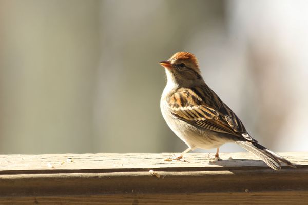 Is this a sparrow?...