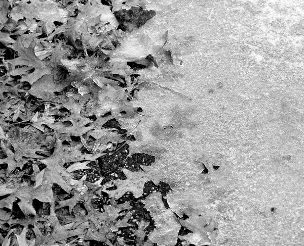 Leaves and ice...