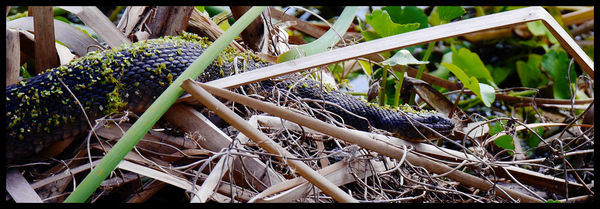 Water Moccasin...