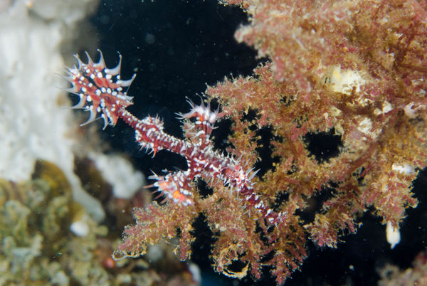 ghost pipe fish...