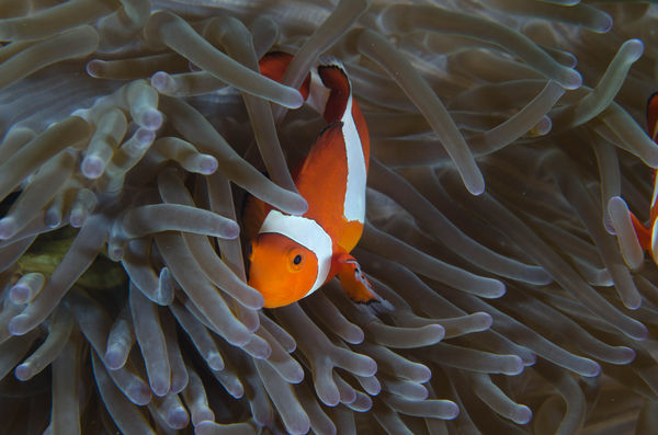 anemone fish...