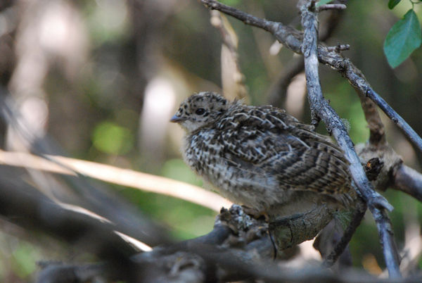 Young Spruce Grouse...