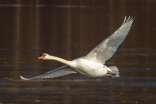 Flying mute swan...