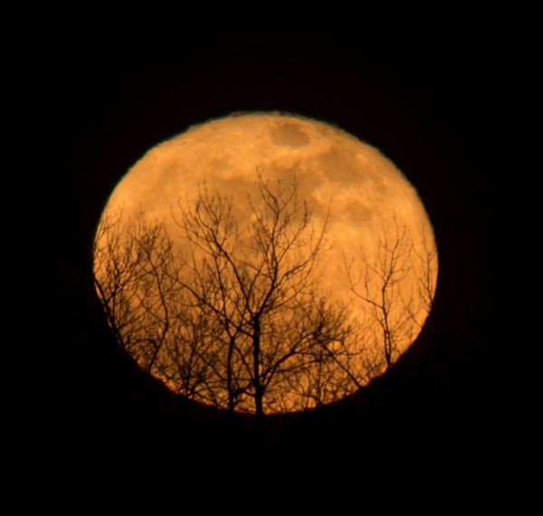 Tree Silhouette on Moon...