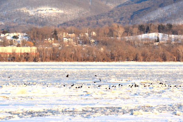 Village of Beacon NY and a flock of birds chillen...