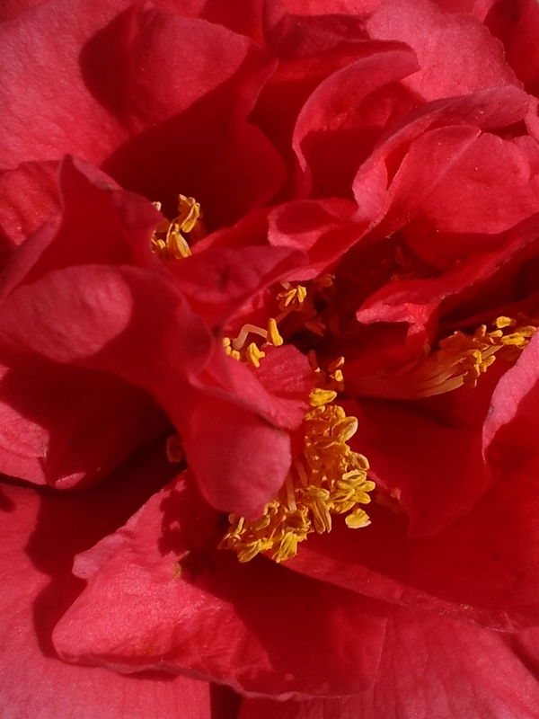 Camellia macro...