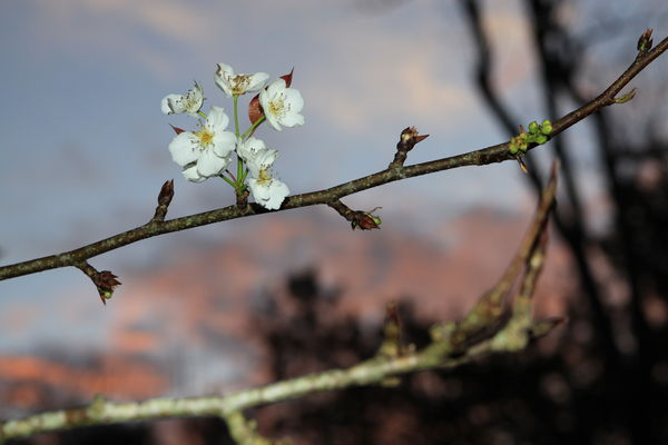 pear blossoms and buds...