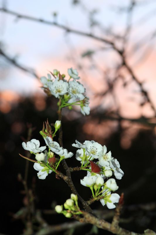pear blossoms...