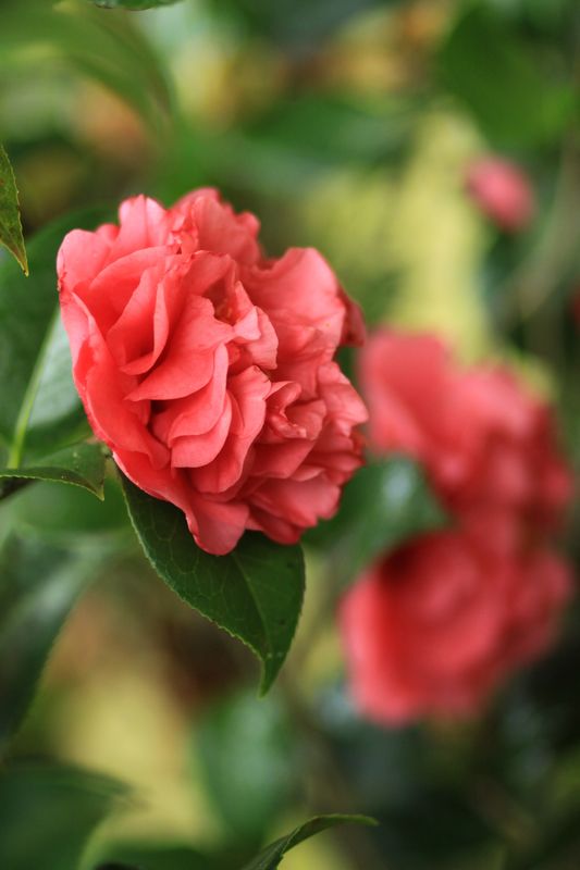 Camellias...