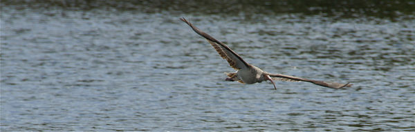 Juvi ibis in flight...