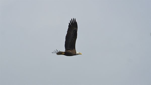 My first photo of a bald eagle!...