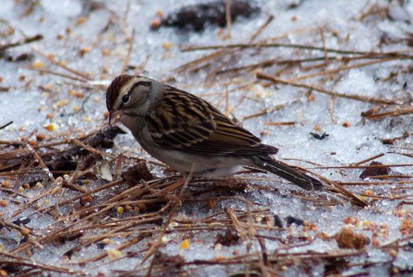 Chipping Sparrow...