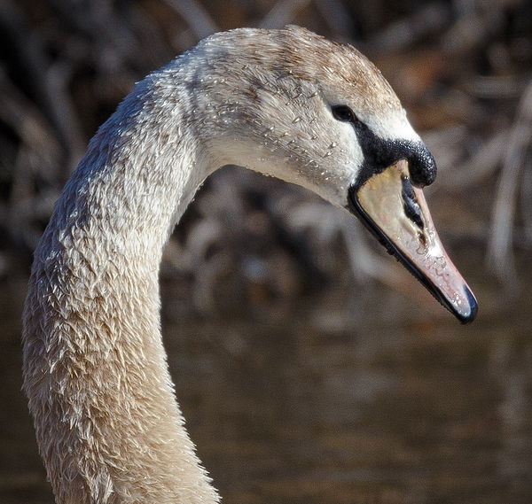Swan with ring around the collar...