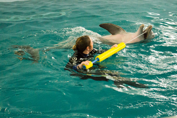 Dolphin  Rehab near Clearwater Beach...