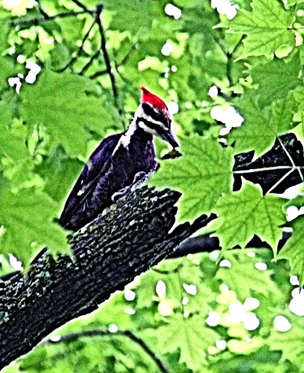 Pileated up a tree...