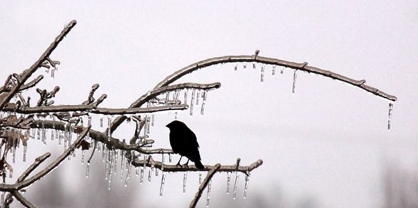 No, he's not frozen to the branch!...