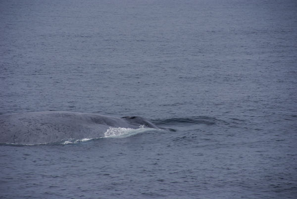 A Blue Whale taken at 250mm - you can see his blow...