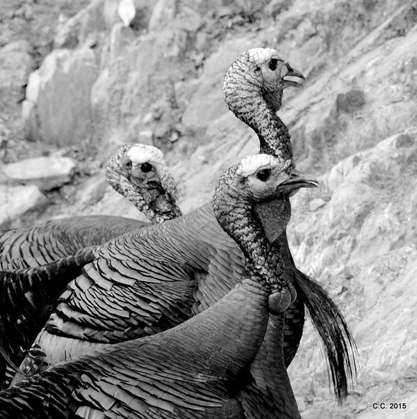 Wild Turkey standoff....