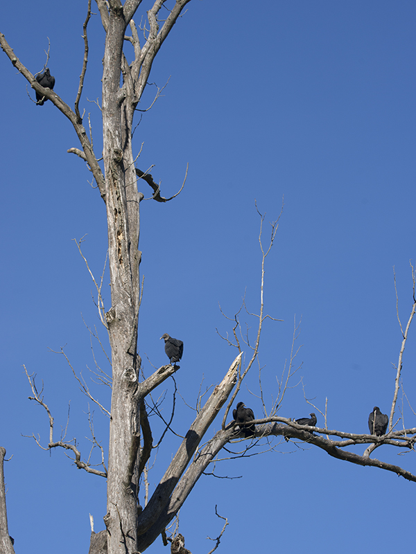 Vultures in Dead Tree...