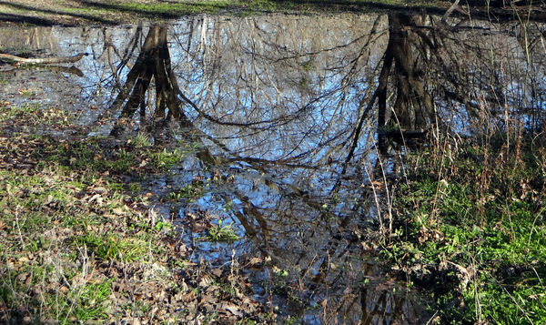 Tree reflections in standing water...