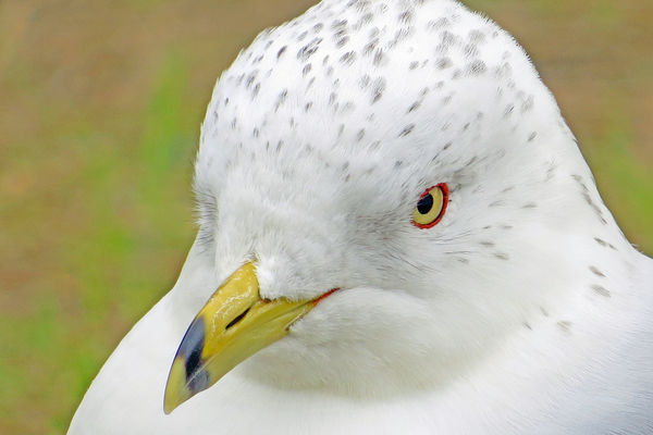 Head shot of some kind of gull...