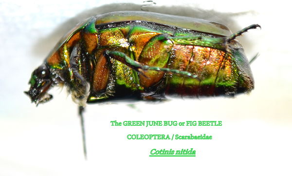 The Fig Beetle or Green June Bug...