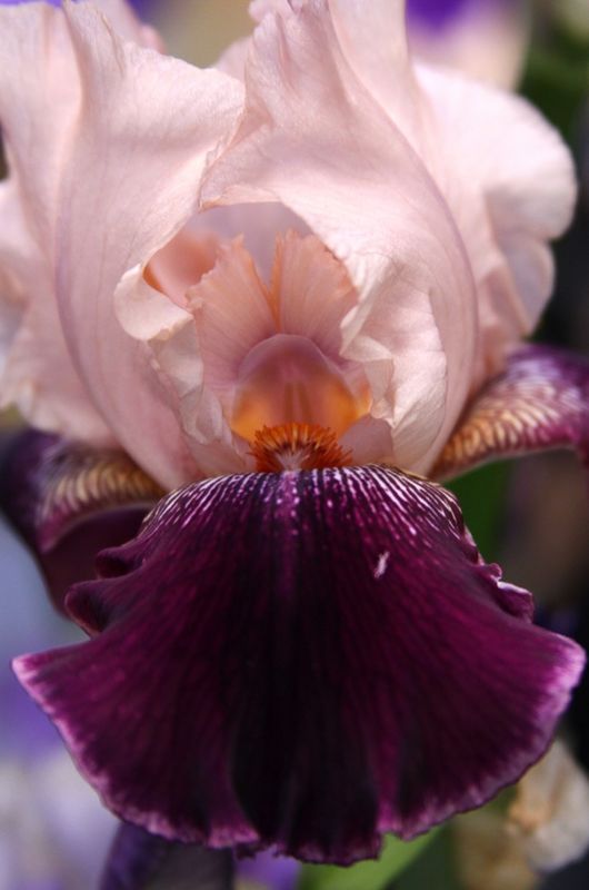 bearded iris...