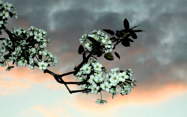 pear blossoms at sunset...