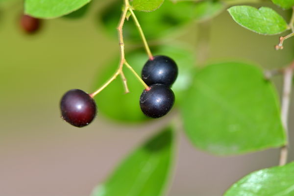 Winter Huckleberry in October ... learning how fla...