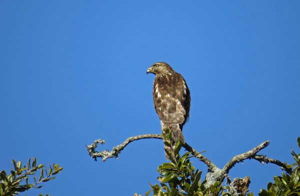 Red-tailed hawk (I believe)...