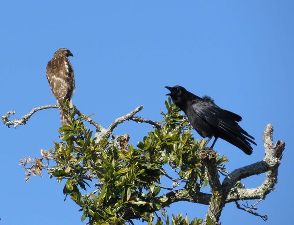Feisty crow chattering at the hawk...
