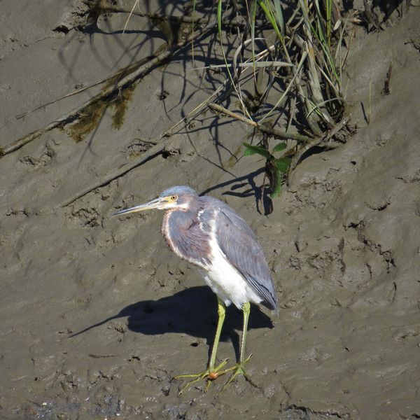 Heron with a toe condition...