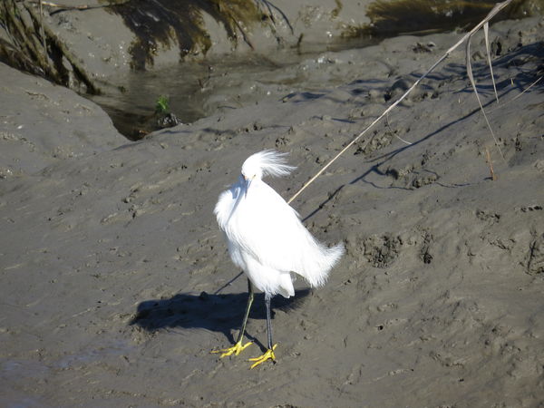 Snowy Egret blowing in the wind...