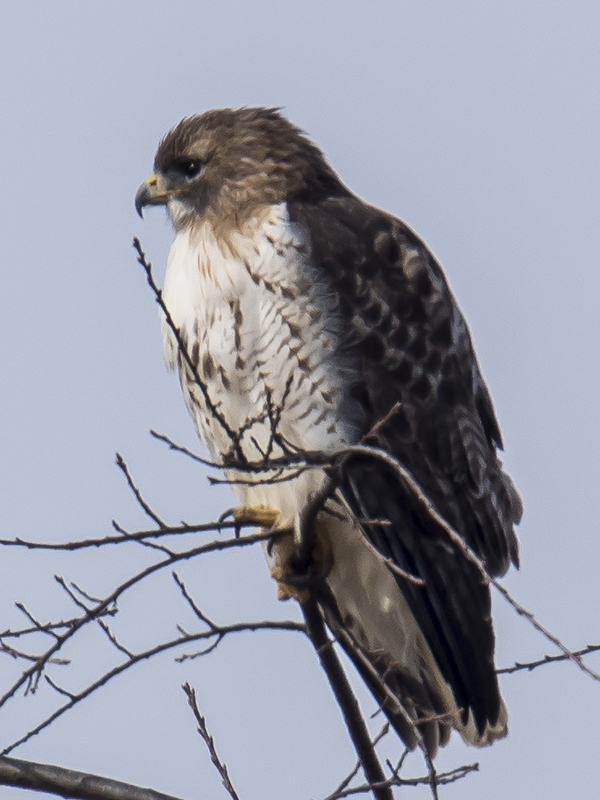 Hawk I photographed in GT...