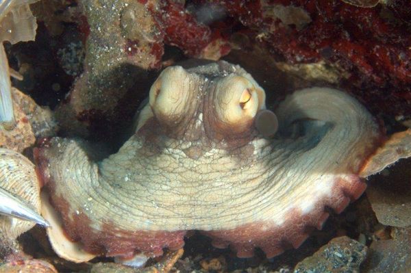 Common Octopus...