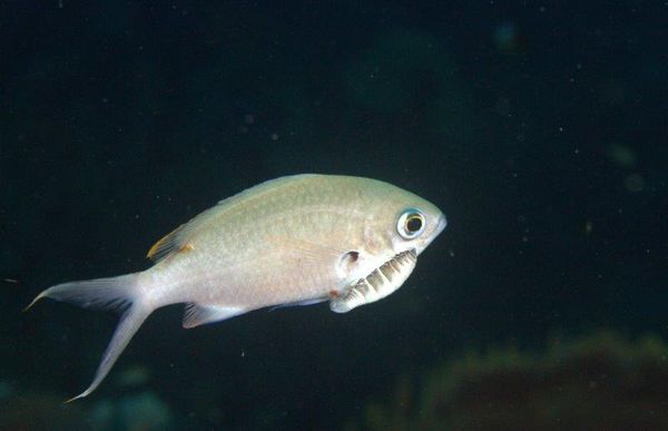 Brown Chromis with attached Isopod...