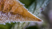 Early Morning Frosty Leaf...