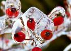 Frozen rose hips after an ice storm...