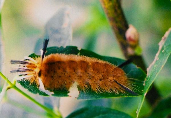 Banded Tussock Moth Caterpillar...